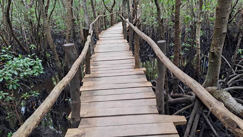 Šuma mangrova, Zanzibar